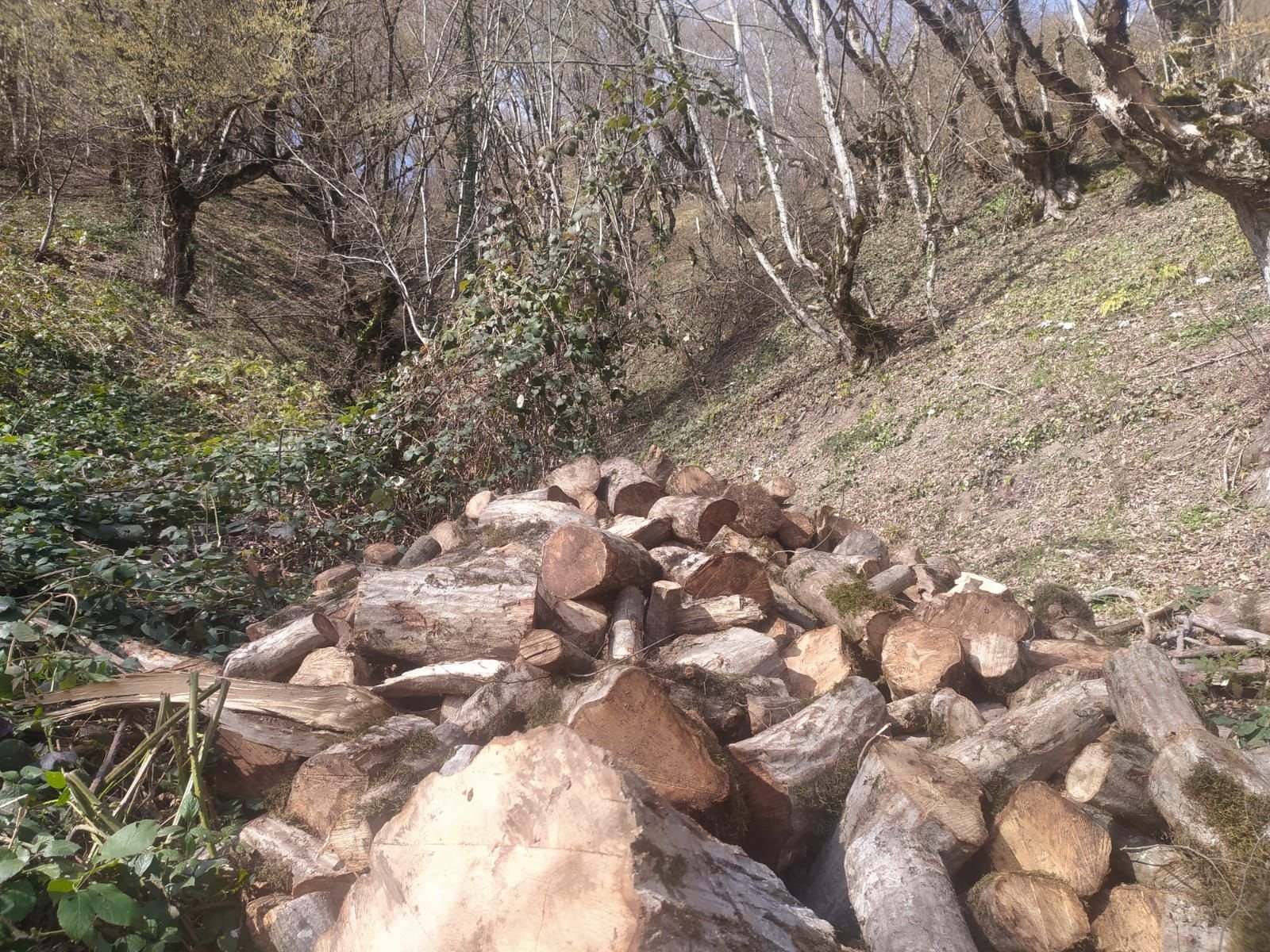 Oğuzda ağacların qanunsuz kəsilməsi ilə bağlı cinayət işi başlanıb